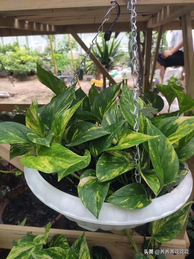 花盆土壤消毒用什么药，给盆栽土壤消毒用什么药好（别忘给土壤消消毒）