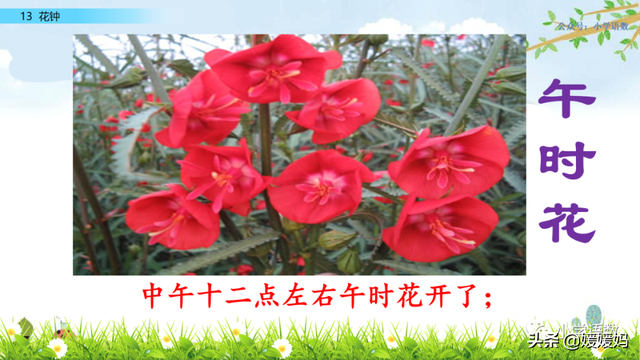 芬芳迷人的意思，芬芳迷人是什么意思解释一下（三年级下册语文第13课《花钟》图文详解及同步练习）