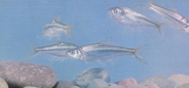 淡水观赏鱼种类，淡水观赏鱼的种类大全！（中国淡水观赏鱼图集<一>）