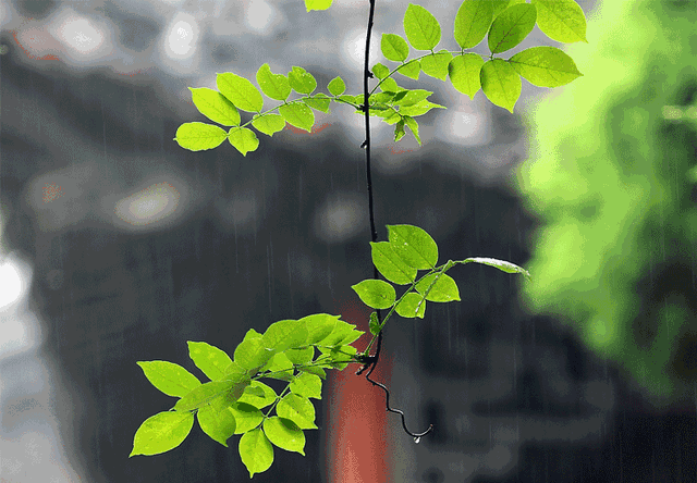 沾衣欲湿杏花雨的下一句，沾衣欲湿杏花雨后面一句是什么（吹面不寒杨柳风。诗句常被引用）