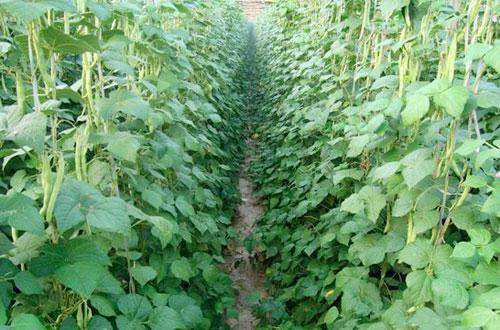 生长豆怎么养最快长大，怎么让生长豆快速生长（培育壮棵可连续两次盘蔓）