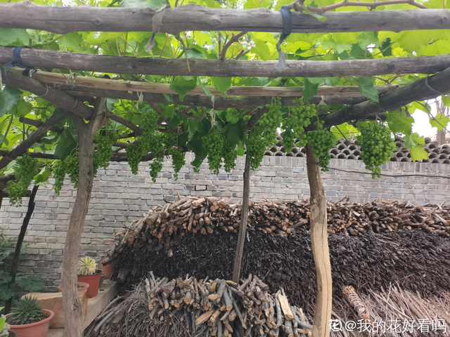 葡萄干怎么保存，葡萄干储存温度（葡萄干的制作方法太奇特）