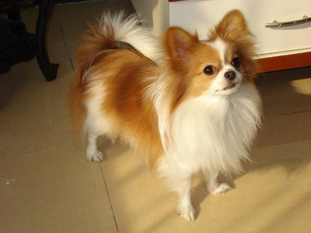 小蝴蝶犬价格，蝴蝶犬的日常饲养（蝴蝶犬价格200左右）