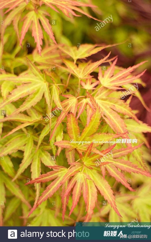 什么样的枫树填空。，什么的枫树填空词语二年级（增添了花园四季色彩之美）