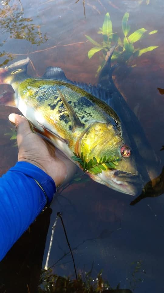 帝王三间和巴西亚鱼有什么区别，巴西亚鱼与皇冠三间鱼有什么区别（也许等不到中国钓鱼人就被消灭光了）