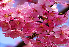 中国樱花有几个品种，中国樱花树品种（这81种樱花）