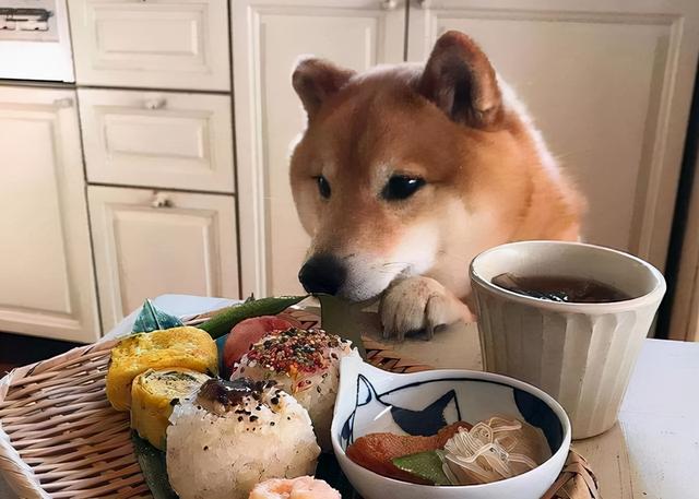 狗狗不能吃的东西，狗狗什么东西不能吃的（被兽医列入“黑名单”的7种食物）