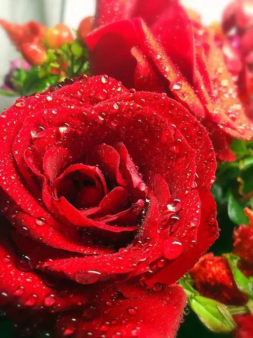 老虎菜为什么叫老虎菜，老虎菜是什么样的（王德明丨）