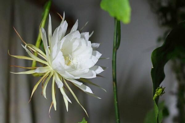 昙花什么时候开花，昙花什么时候开（昙花什么时候开花 几点钟）