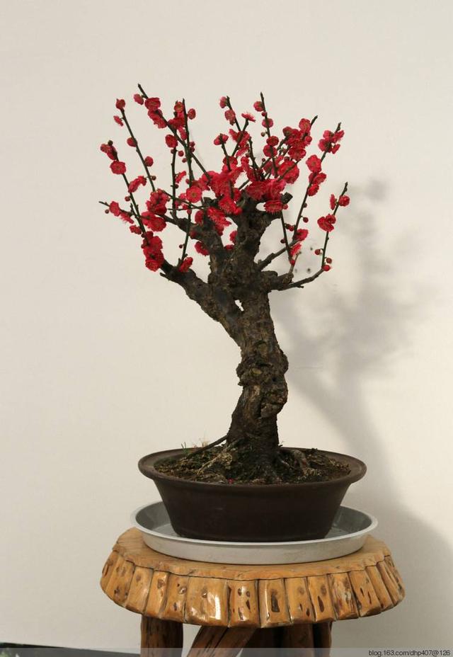 硃砂梅花怎麼養,梅花培植方法(江蘇南京梅花栽培與管理技術分析)