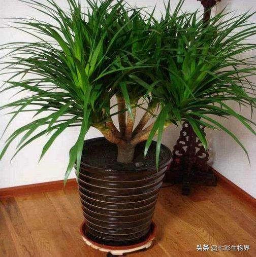 龙须树怎么扦插，龙须树怎样分成多头（龙须树室内养植的技巧及繁殖）