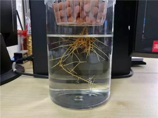 发财树可以扦插繁殖吗，发财树扦插繁殖方法（发财树养一盆就够了）