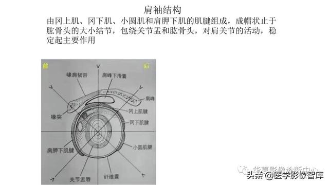 肩关节骨标志解剖图，全面掌握肩关节解剖