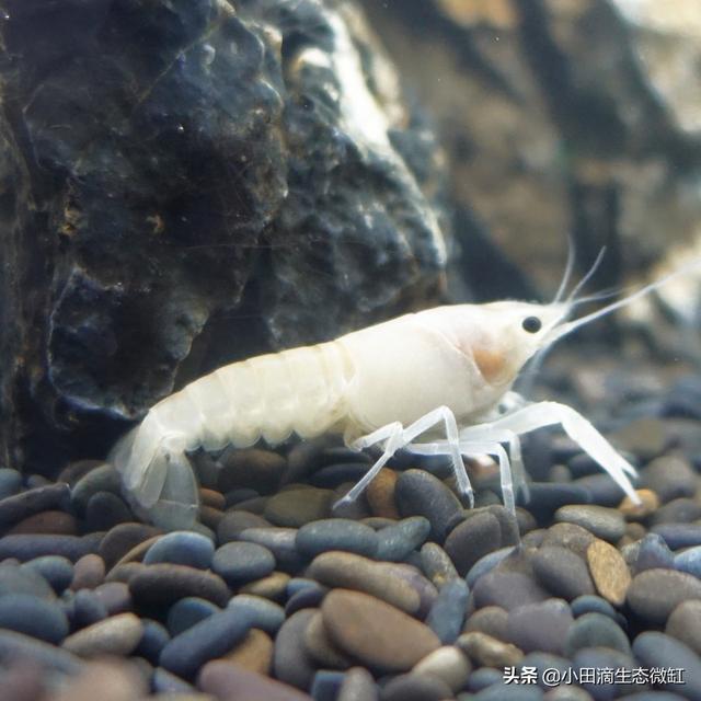 虾的种类有哪些，河里的虾的种类有哪些（适合新手饲养的宠物虾及小型观赏虾详情）