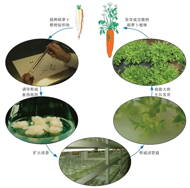 什么是无性生殖，嫁接为什么是无性生殖（生物的无性生殖知识点）
