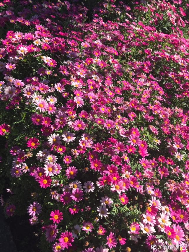 花城是哪个城市，不夜城是哪个城市（中国超美的两大花城）