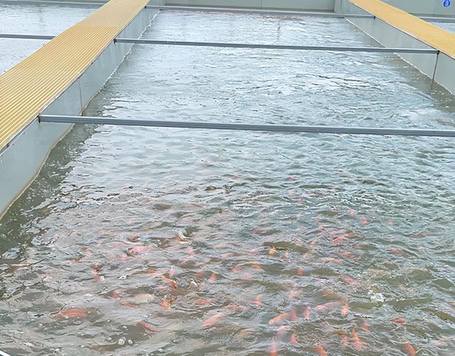 塘鲺吃什么，塘鲺吃什么长大的（知道塘鲺鱼是怎么进行养殖的吗）