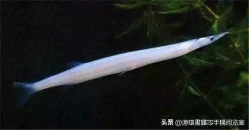 淡水鱼都有什么鱼，钓鱼人一定要知道的二十种淡水鱼（中国常见的20种淡水鱼）
