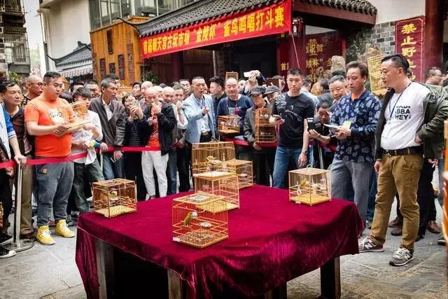 女人为什么不能养鸟，为什么女人一般不养鸟（养鸟的“忌讳”当了解）