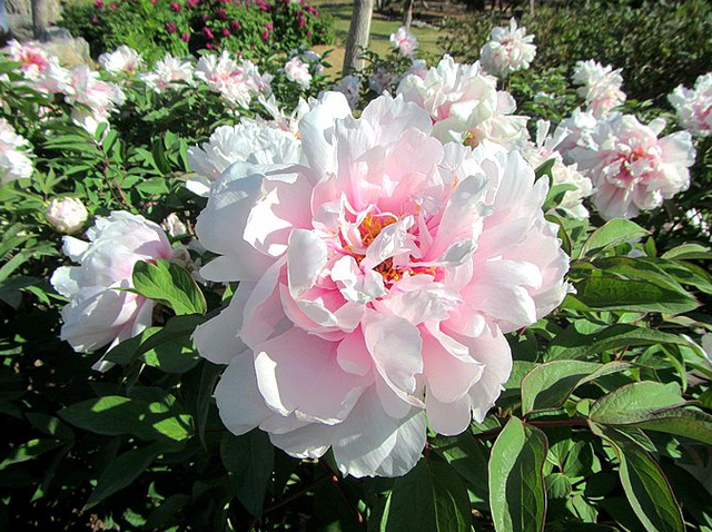 酱紫色是什么颜色，紫酱红是什么颜色（10种罕见的黑色花）