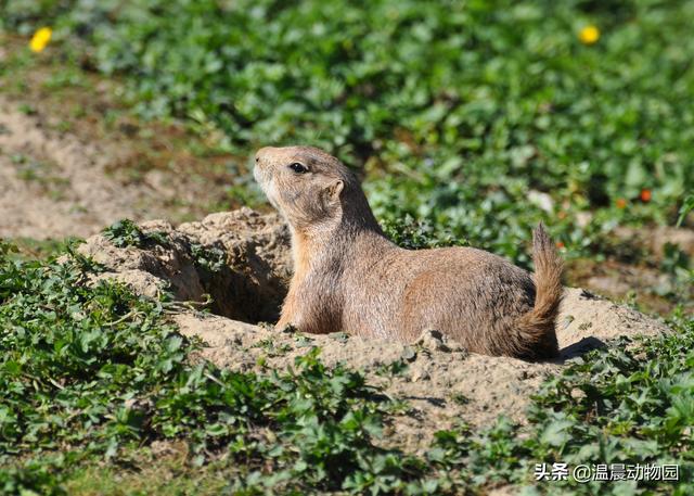 鸟是恒温动物吗（动物冬眠就是简单的冬天睡觉）