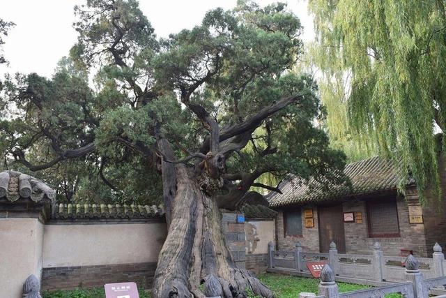 风水树都有啥树 风水有什么禁忌，风水树都有啥树（你认为有道理吗）