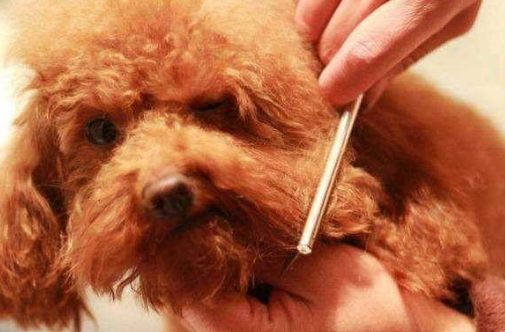 贵宾犬泰迪装的修剪，贵宾犬泰迪装的修剪论文（自己动手帮泰迪犬美容的5个步骤）