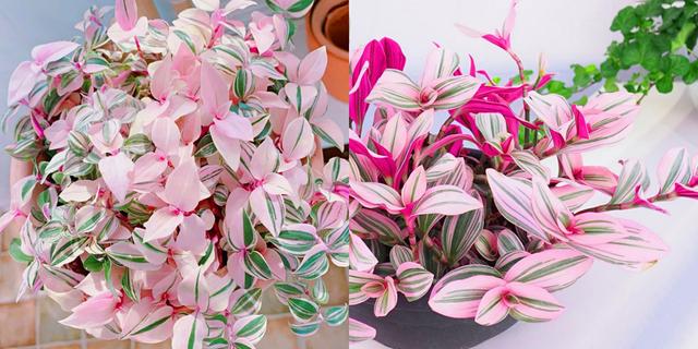 适合家里养的32种花，家里养什么花好（”家居盆花100种）