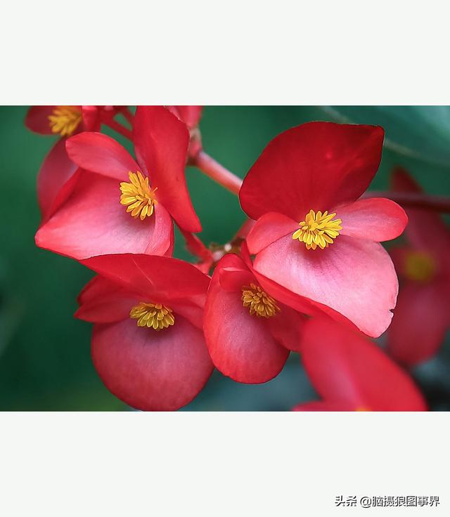 玻璃海象（玻璃海棠，这3个方法你用了吗（玻璃海棠长什么样）