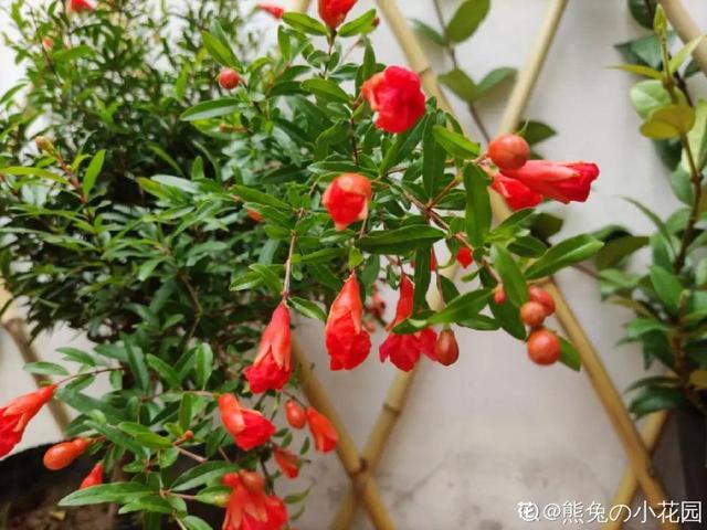 房前屋后种什么树好，在农村院前屋后必种的4种树（“5大鬼树”不要种）
