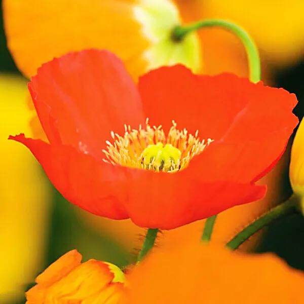 因素花（罂粟花栽培，种植罂粟花是什么行为（浪漫山野的野罂粟花）