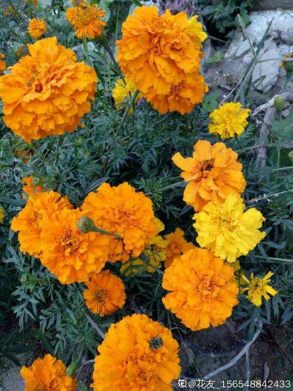 花卉图片及名称大全，常见绿植花卉及名称大全（100种常见花图鉴）