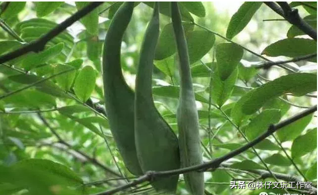 适合做手串的植物种子，适合做手串的植物种子是什么（这些路边捡的树籽儿串成手串）