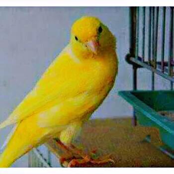 玉鸟都有什么品种,玉鸟有几个品种(金丝雀鸟~羽色和鸣叫兼优的笼养观赏鸟) 玉鸟都有什么品种,玉鸟有几个品种(金丝雀鸟~羽色和鸣叫兼优的笼养观赏鸟)