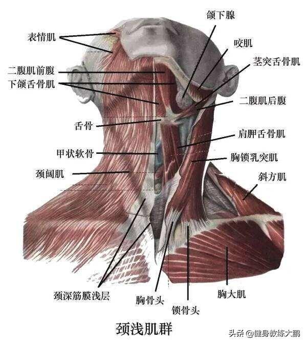 富贵包怎么消除按摩(锻炼一个月富贵包消除了)