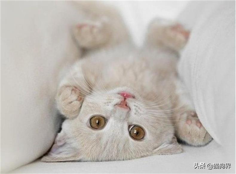 小猫出生几天睁眼，猫生一只穷二只富三只（新生幼猫养护知识点）