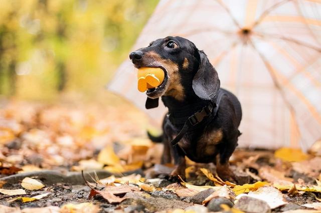 大巴可以带宠物吗，坐大巴车可以带宠物吗（大巴可以托运狗狗吗）
