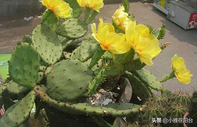 仙人掌会开花吗，仙人掌会开花吗多久开一次（枝叶迅速长满盆）