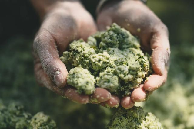 水菊(水菊草),吃一口黄花粑粑你就知道了(菊水是什么) 水菊(水菊草),吃一口黄花粑粑你就知道了(菊水是什么)
