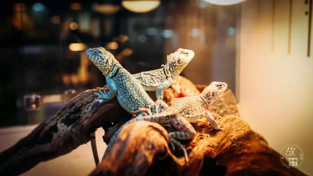 冷血动物有哪些，冷血动物有哪些特征（这个人养了上百只“冷血动物”）