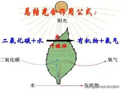 血型配对表图口诀，血型遗传规律表顺口溜（冲刺2020年中考-初中生物记忆口诀+知识点大全）