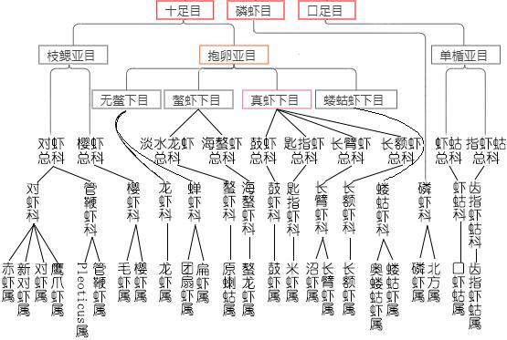 北极甜虾和普通虾的品种区别，如何鉴别对虾、罗氏虾、北极甜虾……一文解决“虾”认识