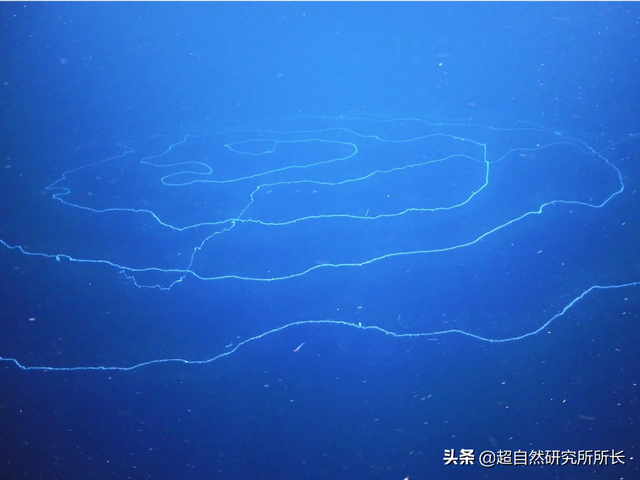 海底最深处的生物，10000米恐怖深海鱼（南极深处真的存在巨大的生物吗）