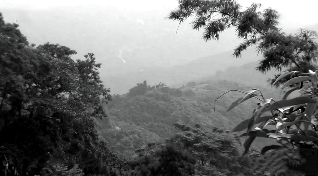 知青周萍的结局，周萍最后的结局是自杀（指导员被纳为重点嫌疑对象）