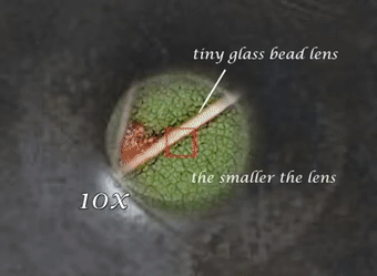 列文虎克是什么梗，你是列文虎克吗（为什么眼神好的人都叫列文虎克）