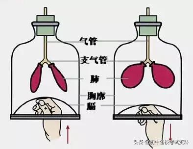 血型配对表图口诀，血型遗传规律表顺口溜（冲刺2020年中考-初中生物记忆口诀+知识点大全）