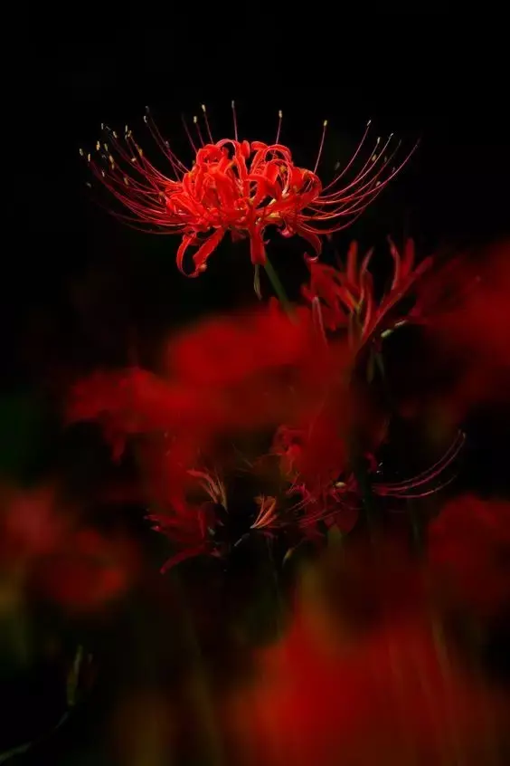彼岸花，微信头像，彼岸花（48张彼岸花图，真是美极了）