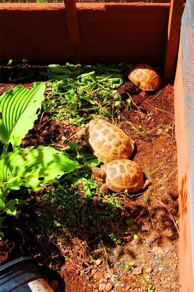 俄罗斯陆龟是什么龟，俄罗斯陆龟是什么龟类（又叫俄罗斯陆龟）