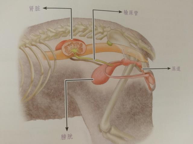 猫咪肾衰竭应注意些什么问题，掌握好这些预防手段及治疗方法