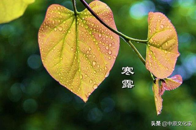 寒露是什么意思，带你了解寒露的由来（寒露时节的气候变化有何特征）